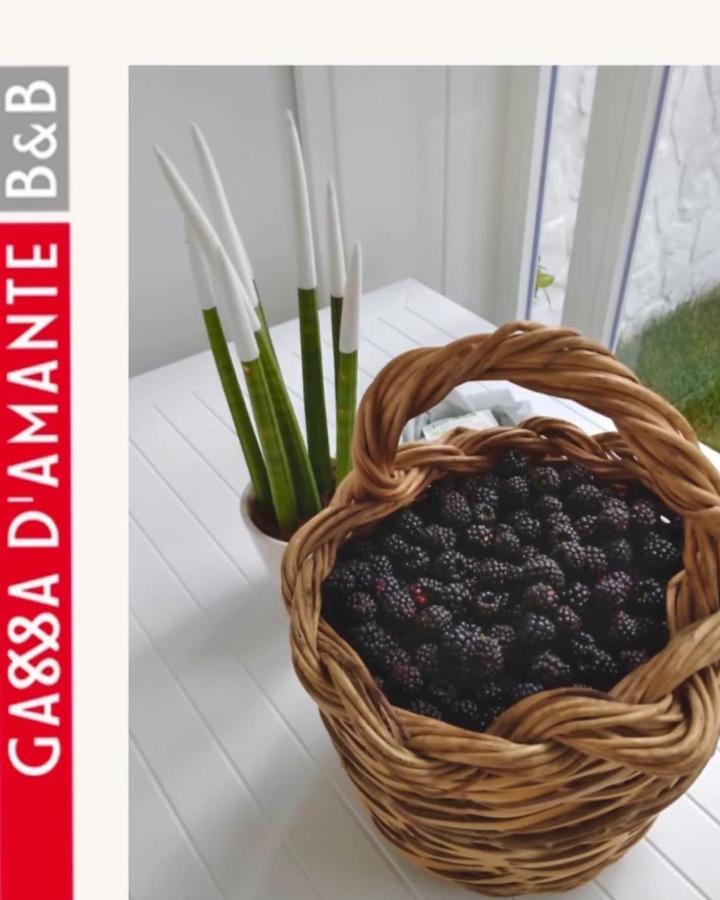 Bed & Breakfast Gassa D'amante Vieste